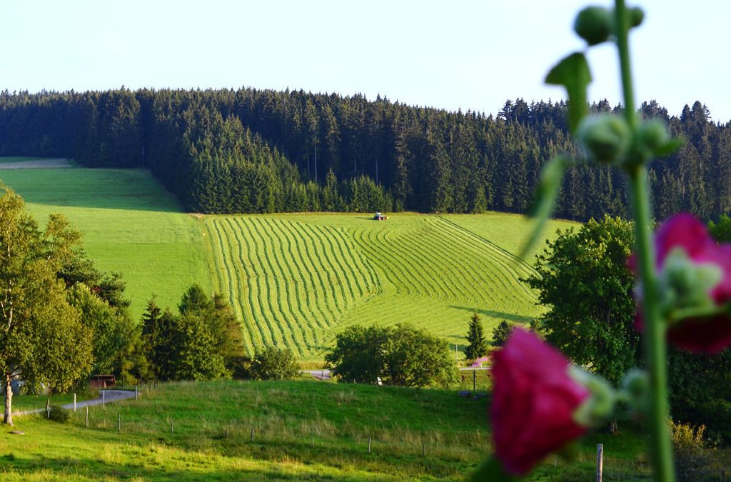 Blick auf eine Landschaft in der Schwarzwald-Region, die im Rahmen der Bundesförderung Breitband gefördert wird.