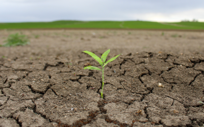 Smartes Wassermanagement – wie Kommunen dem Klimawandel und zunehmender Dürre begegnen können